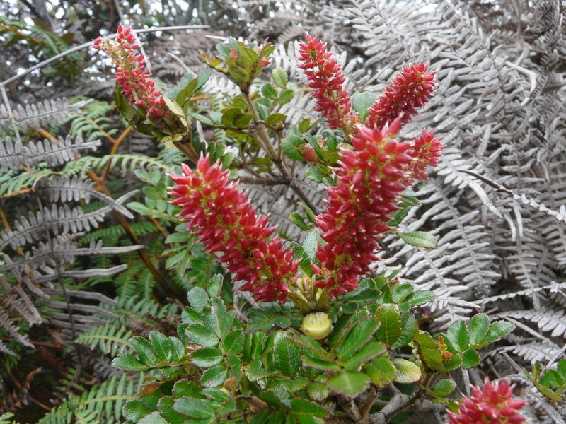 Weinmannia lansbergiana