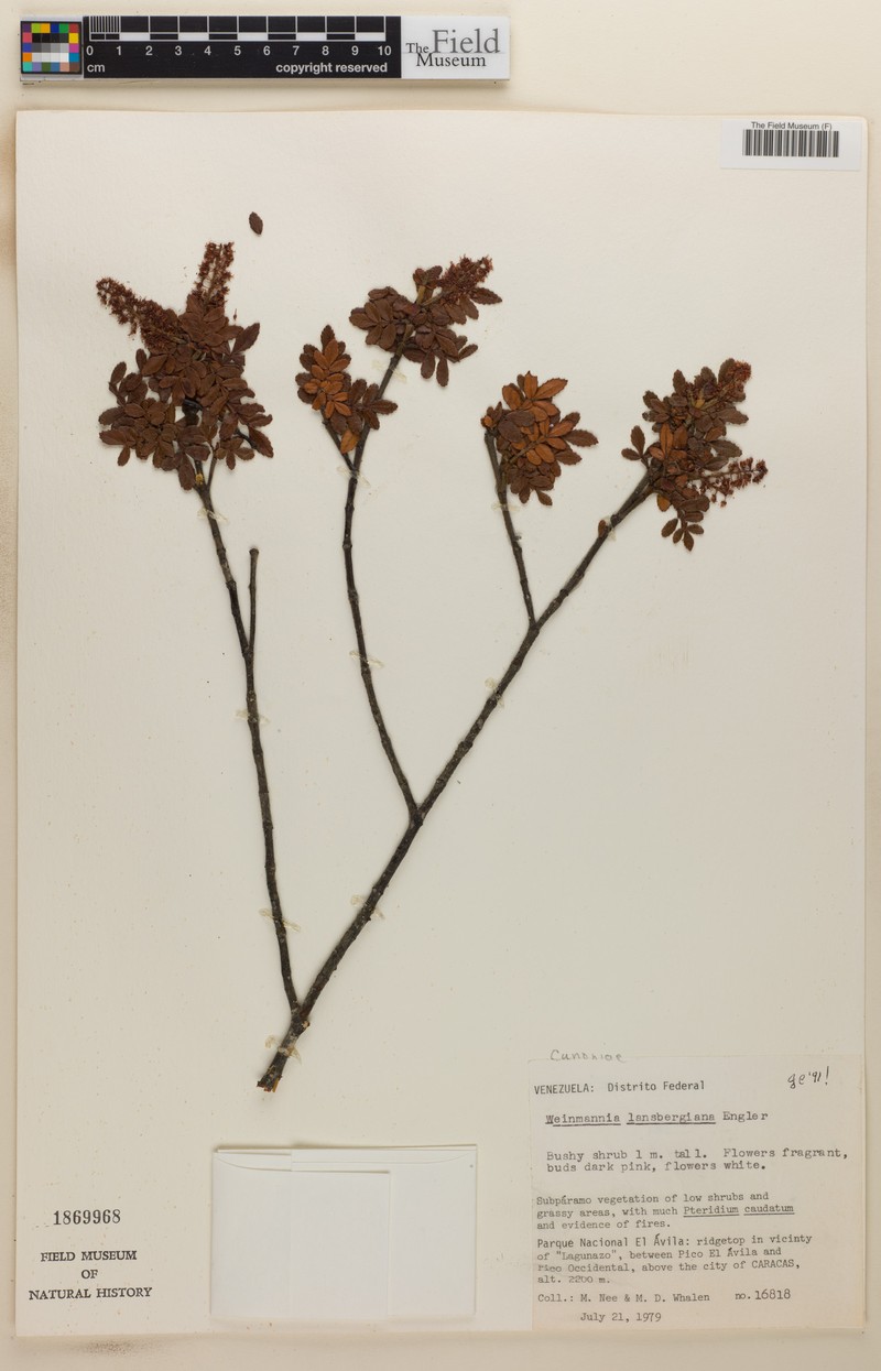 Weinmannia lansbergiana photo 3
