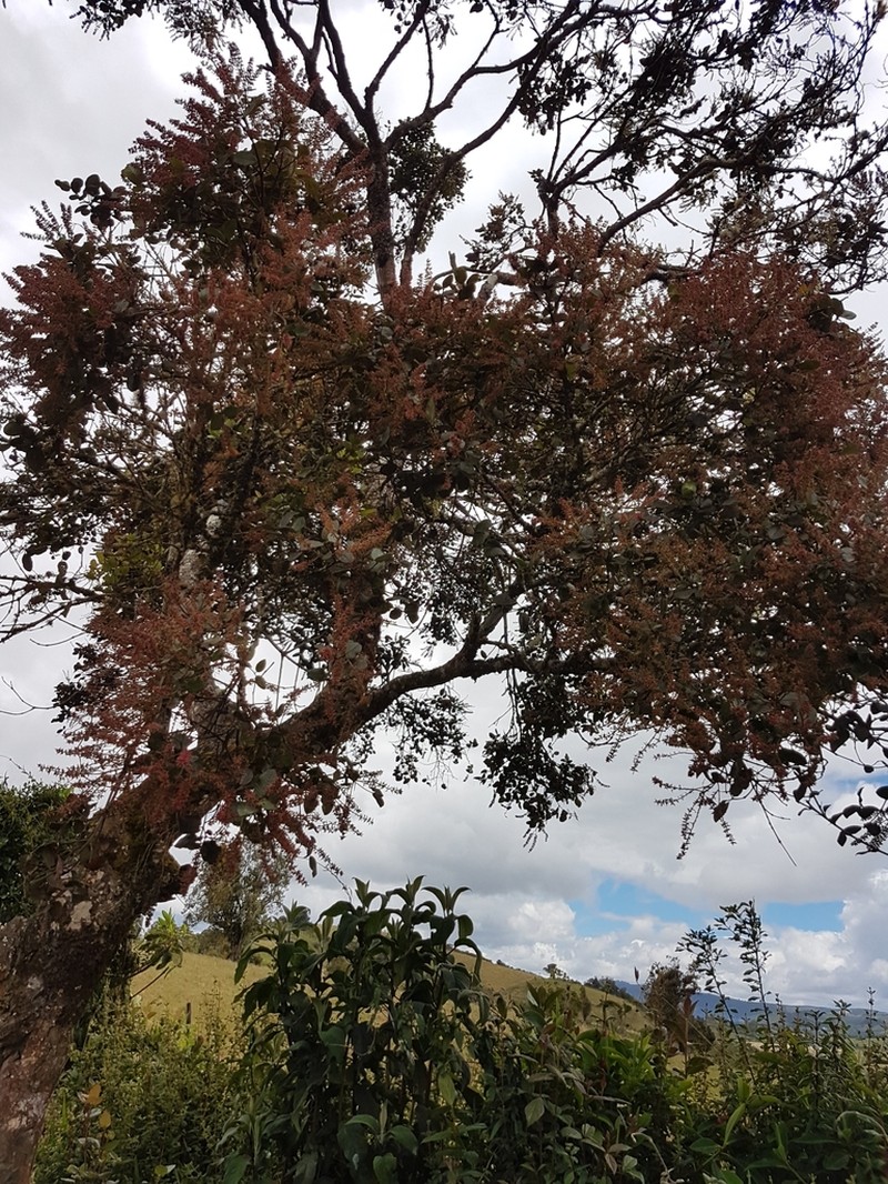 Weinmannia latifolia