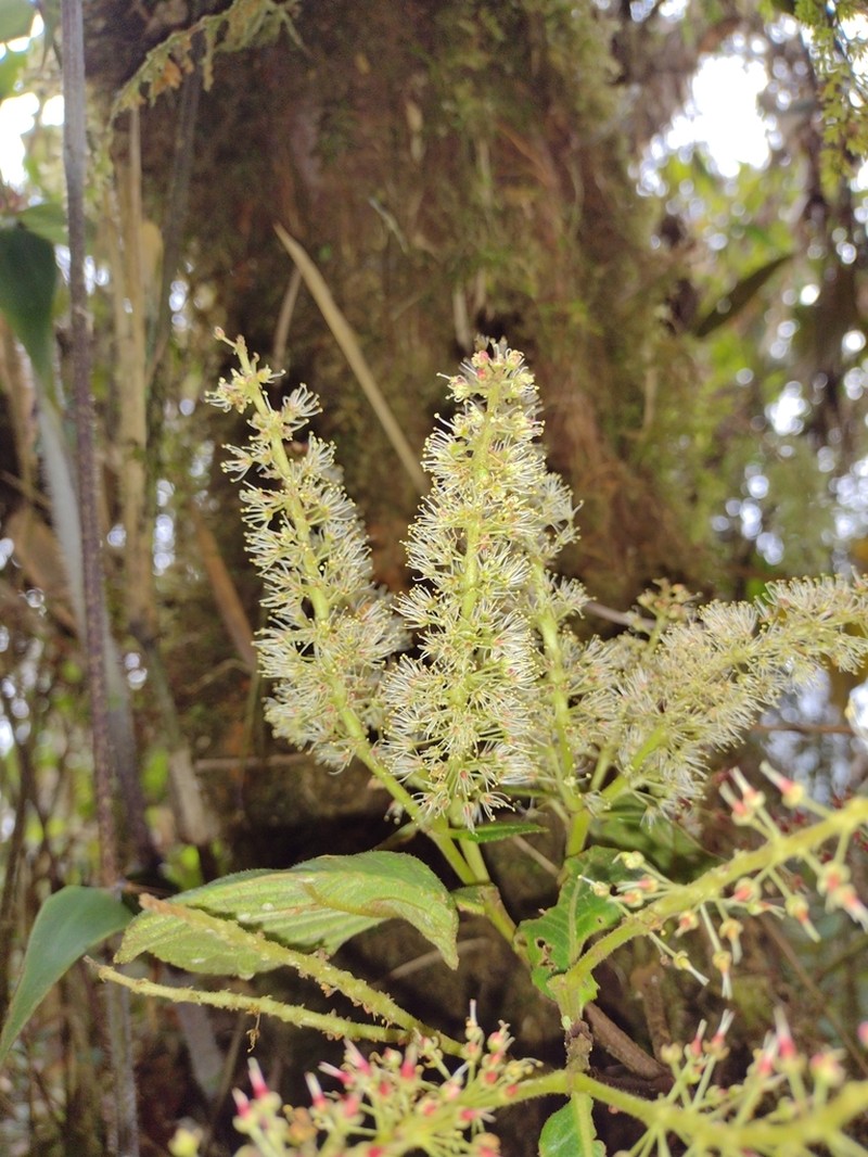 Weinmannia latifolia photo 3