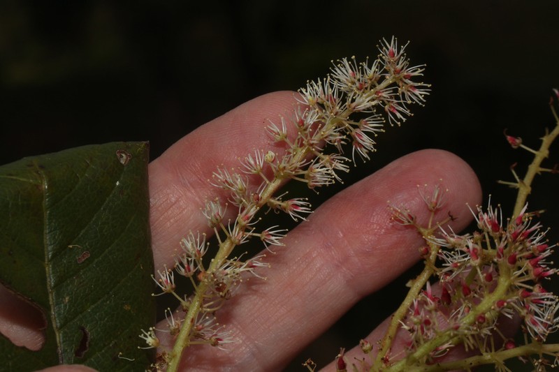 Weinmannia latifolia photo 4