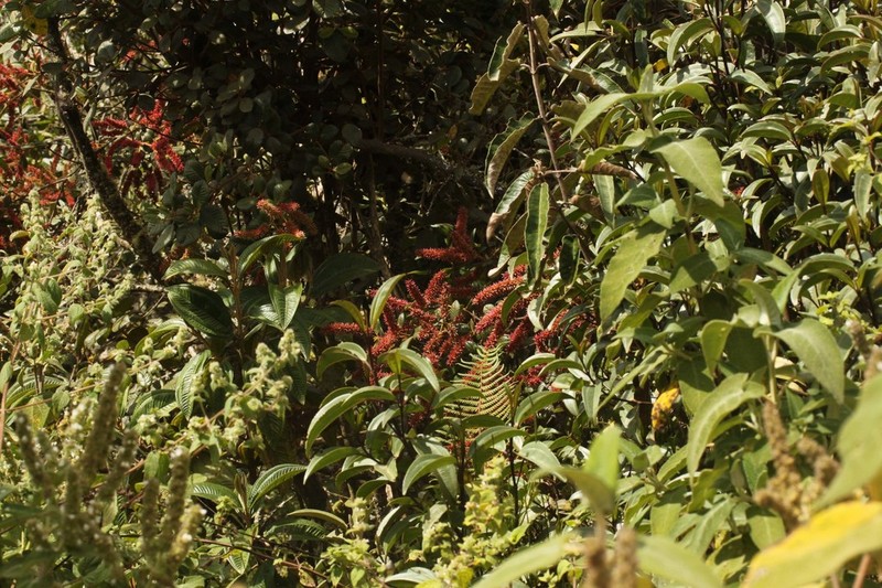 Weinmannia latifolia photo 5