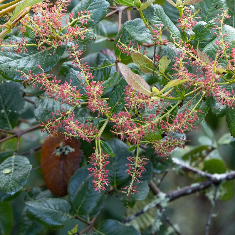 Weinmannia latifolia photo 6