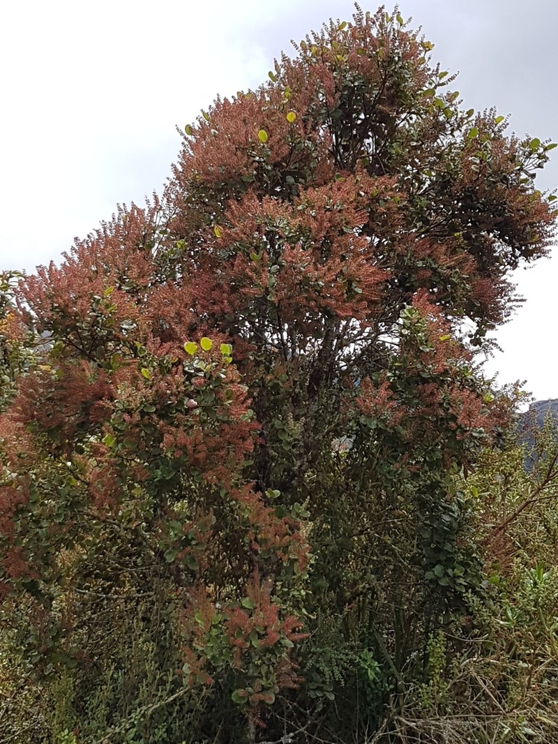 Weinmannia latifolia photo 7
