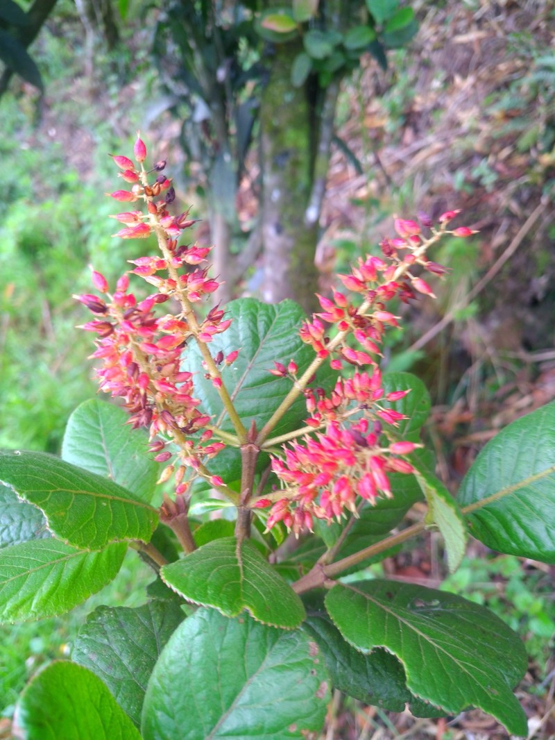 Weinmannia latifolia photo 8