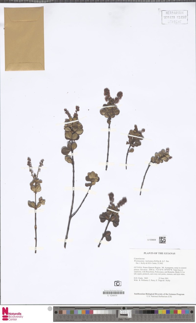 Weinmannia laxiramea