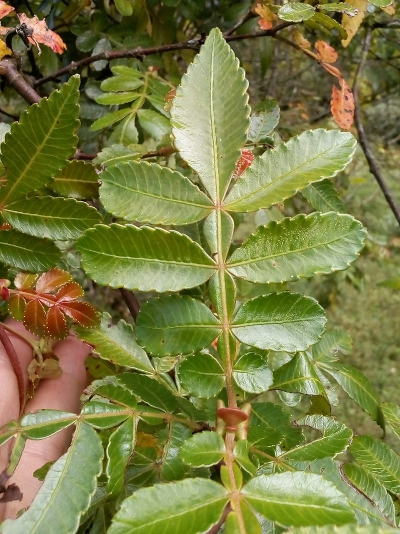 Weinmannia lentiscifolia