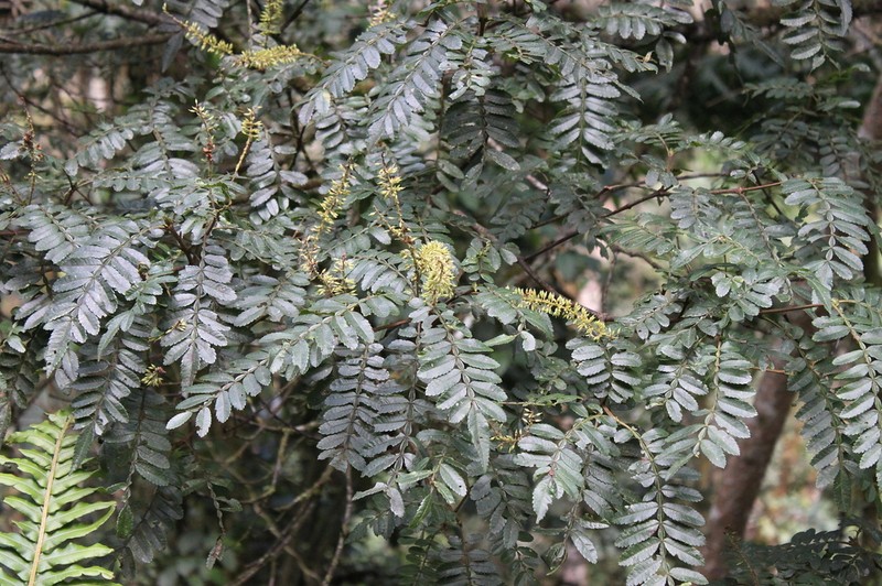 Weinmannia lentiscifolia photo 2