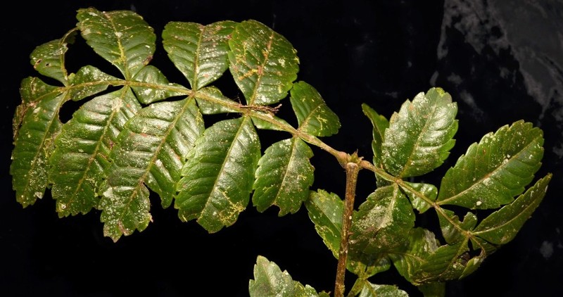 Weinmannia lentiscifolia photo 3