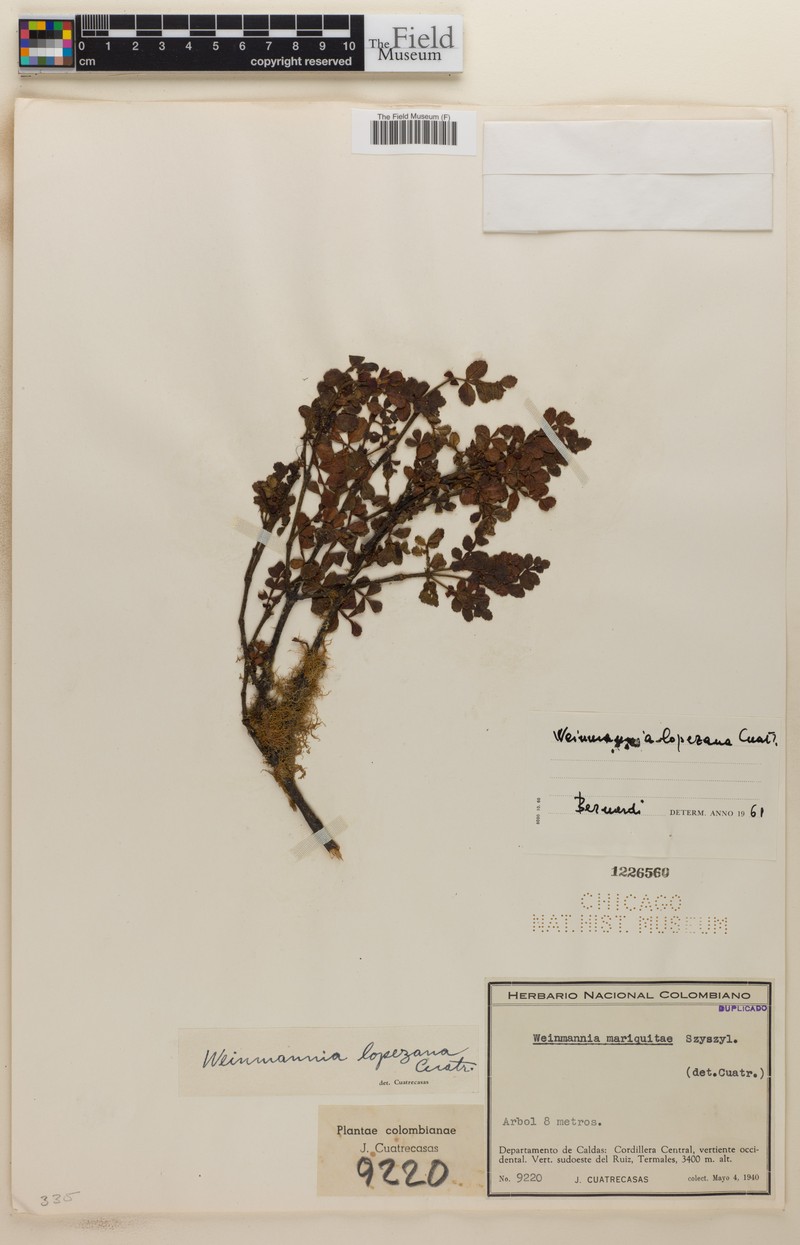 Weinmannia lopezana