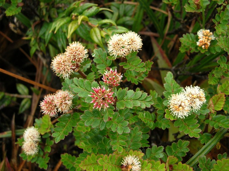 Weinmannia loxensis photo 2