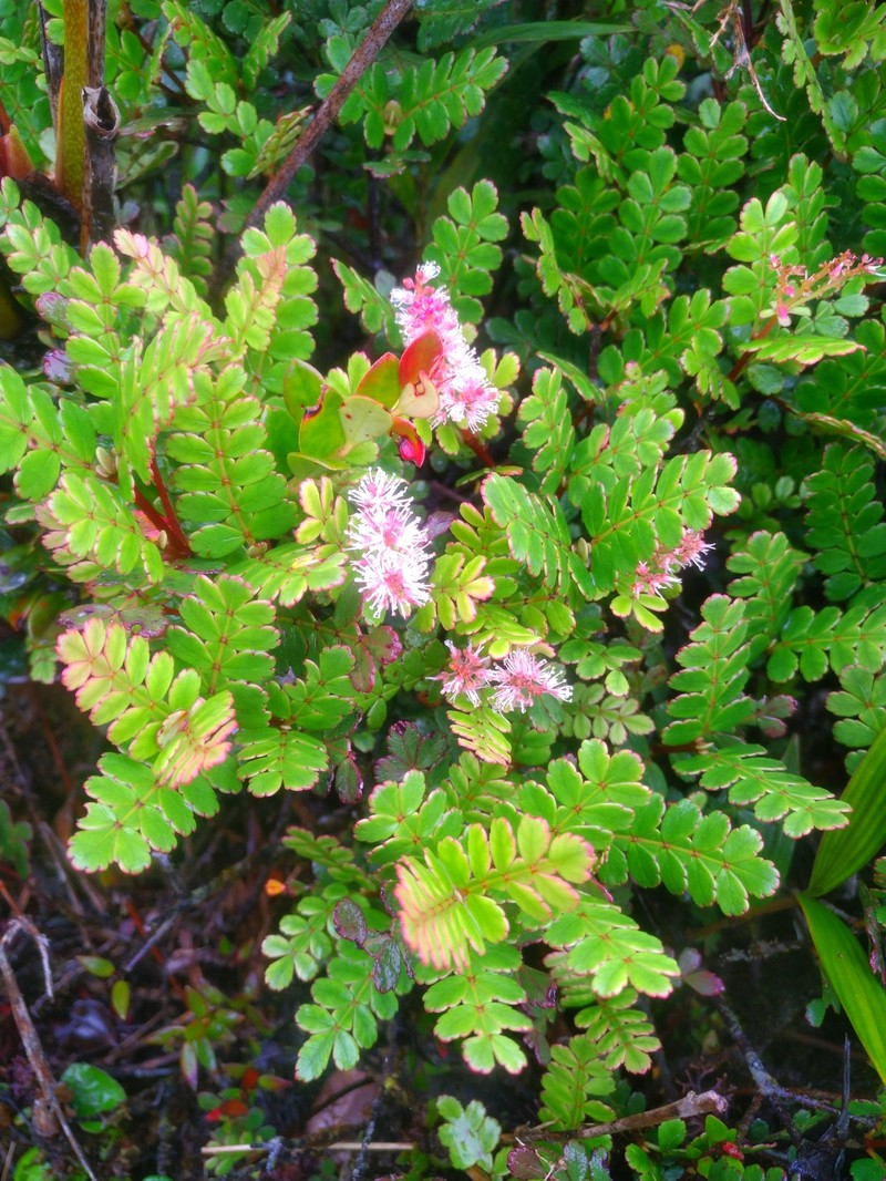 Weinmannia loxensis photo 3