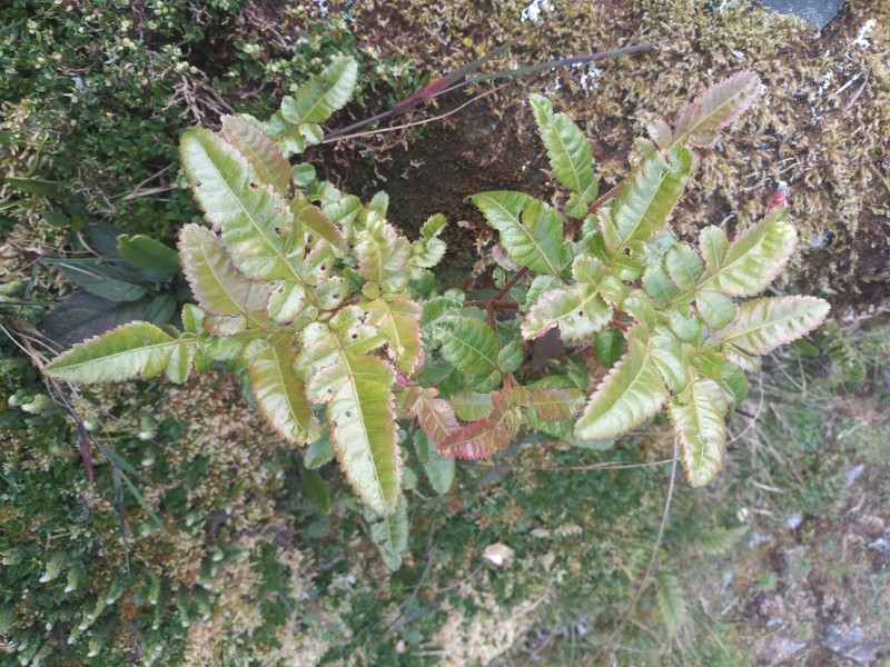 Weinmannia lyrata photo 2