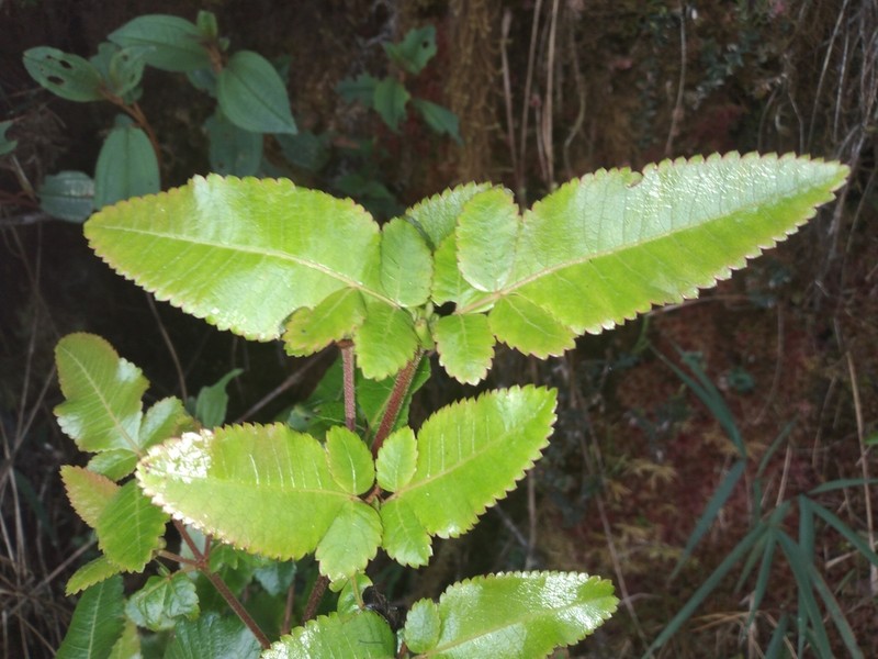 Weinmannia lyrata photo 3