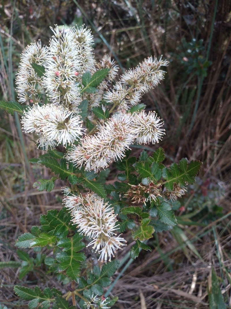Weinmannia lyrata photo 4
