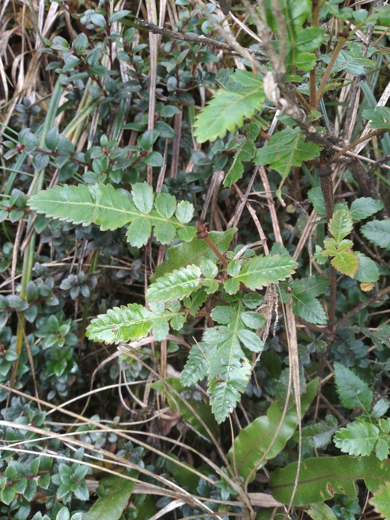 Weinmannia lyrata photo 5
