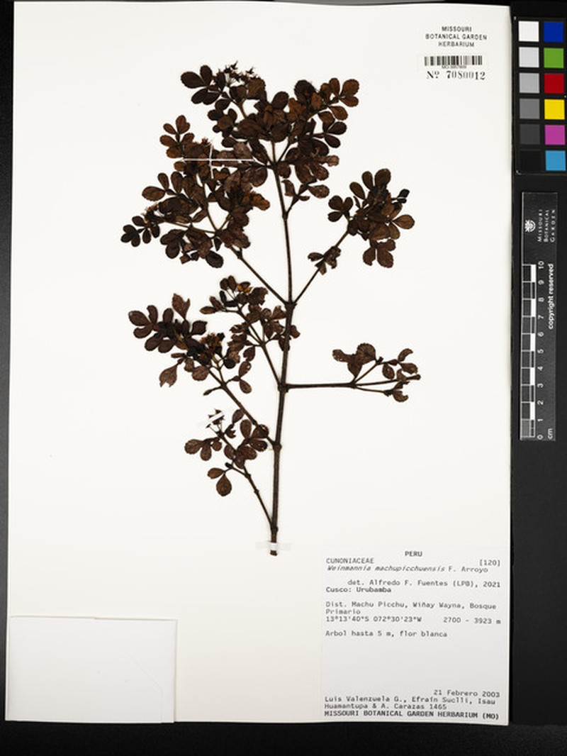 Weinmannia machupicchuensis