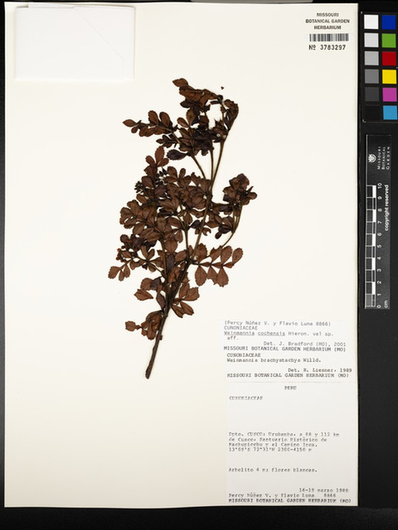 Weinmannia machupicchuensis photo 2