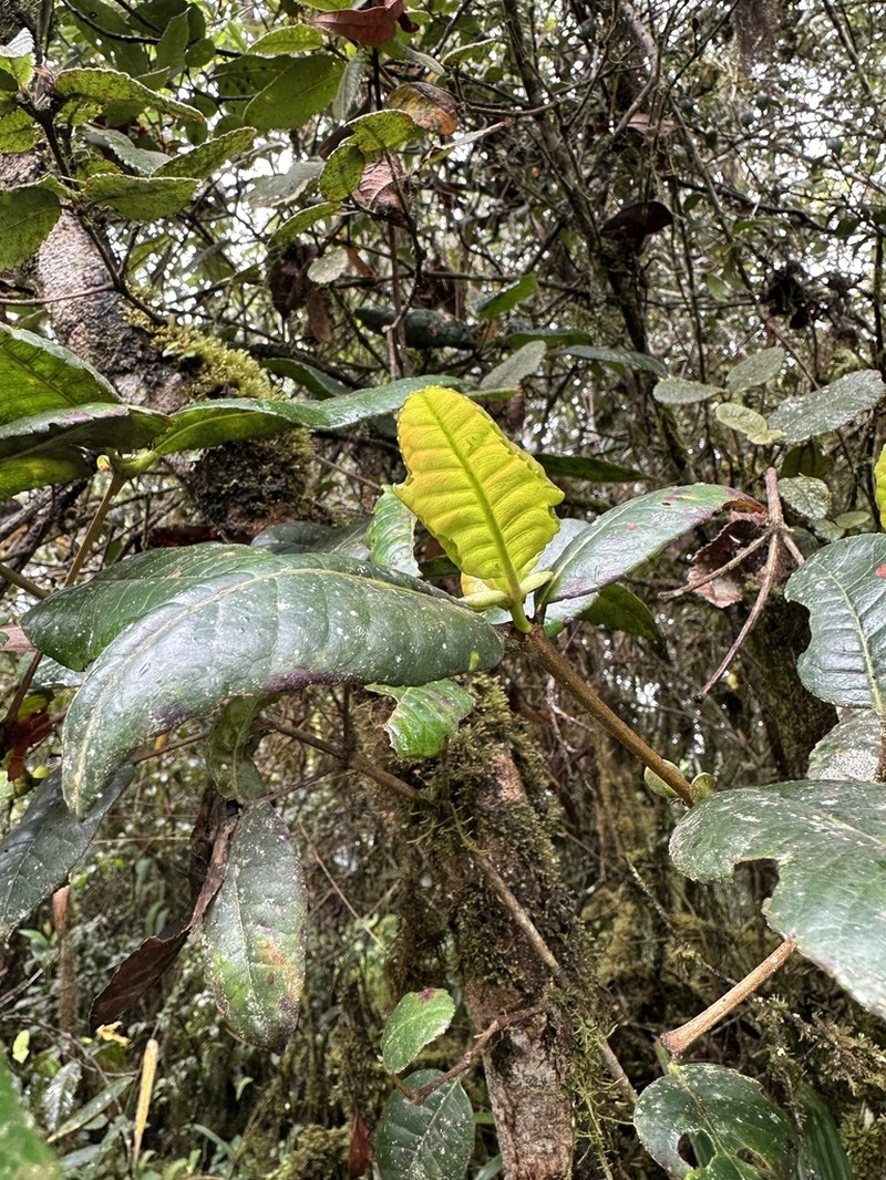 Weinmannia macrophylla