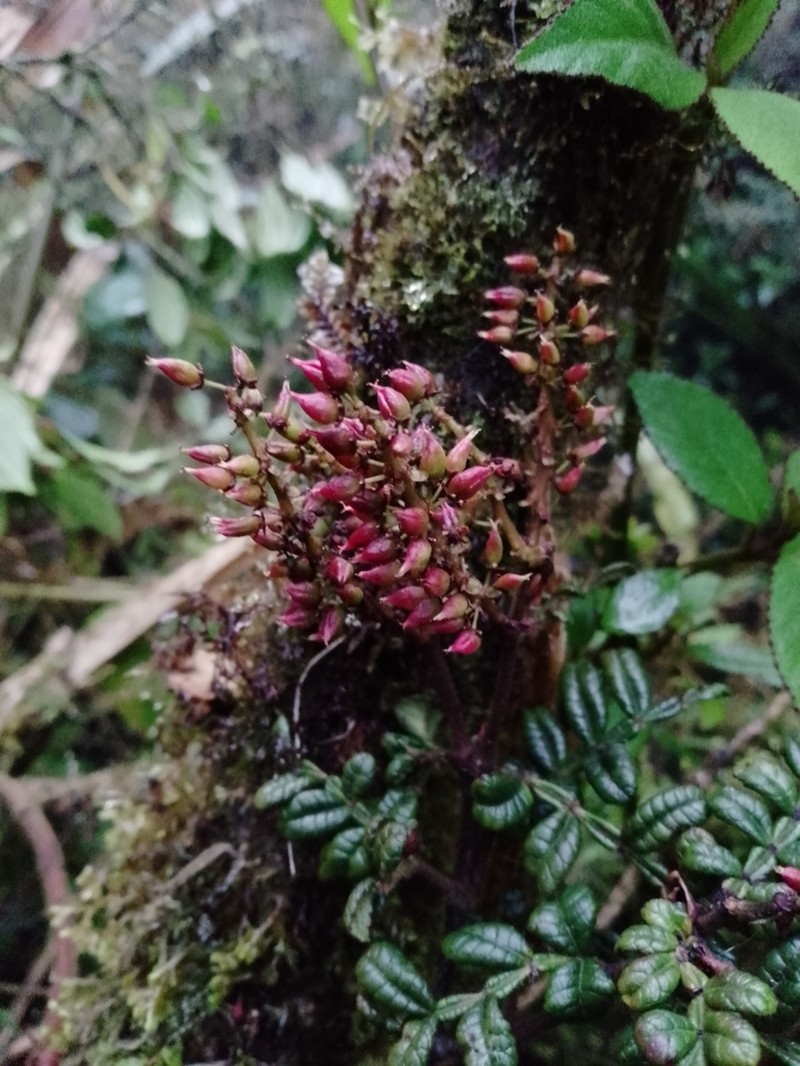 Weinmannia mariquitae