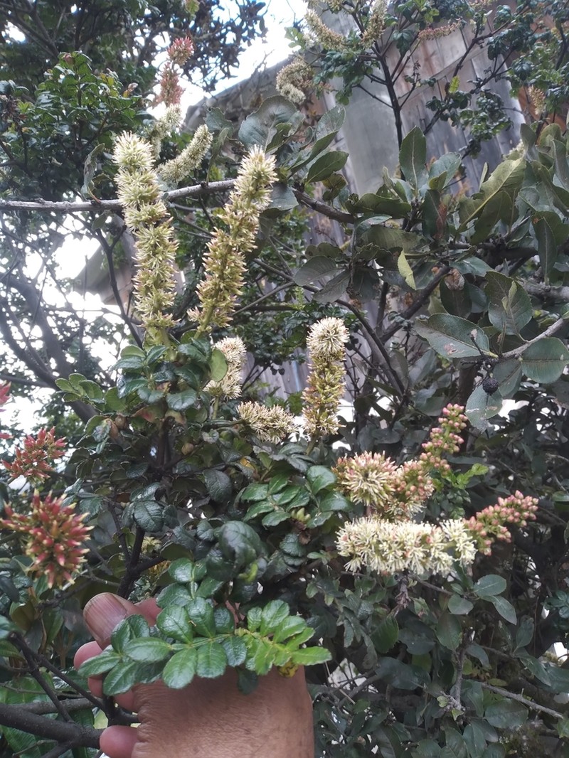 Weinmannia mariquitae photo 2
