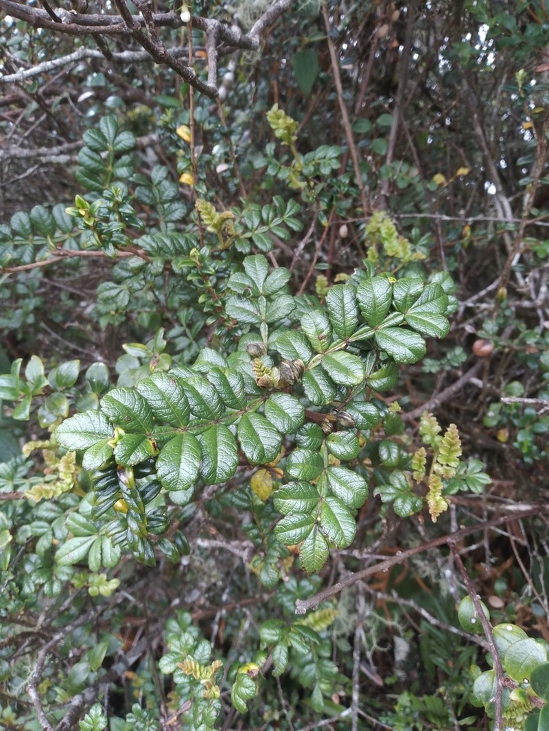 Weinmannia mariquitae photo 3