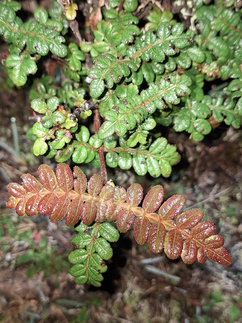 Weinmannia mariquitae photo 4