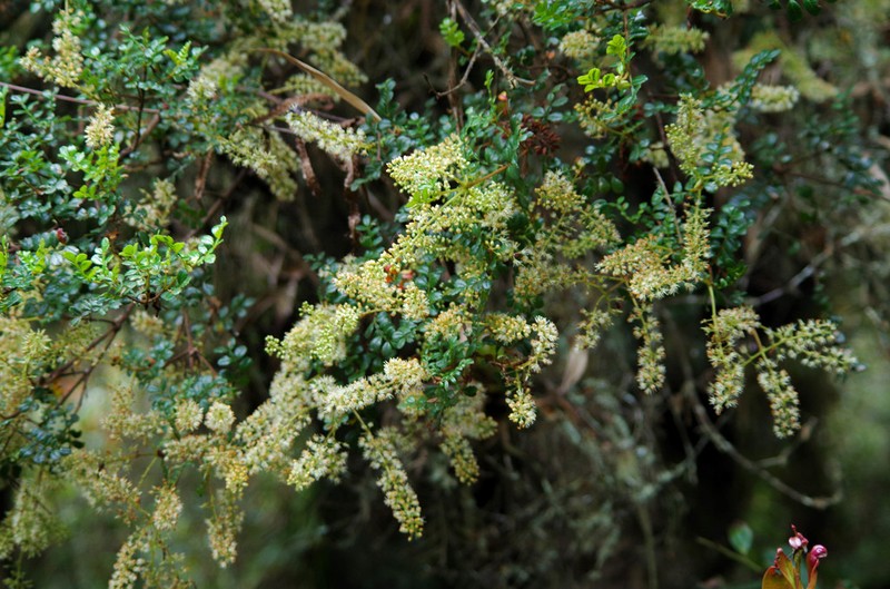 Weinmannia mariquitae photo 5