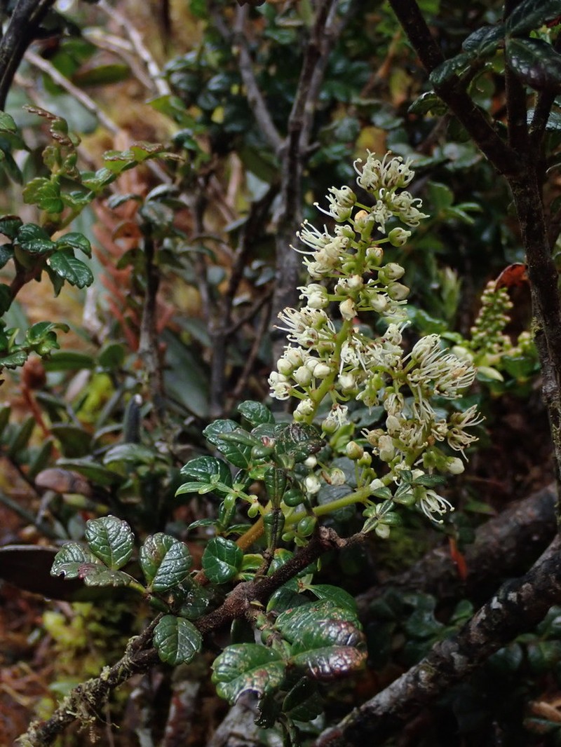 Weinmannia mariquitae photo 6