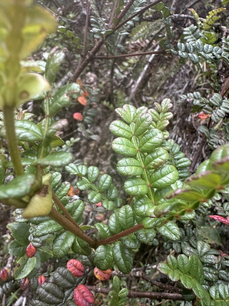 Weinmannia mariquitae photo 7