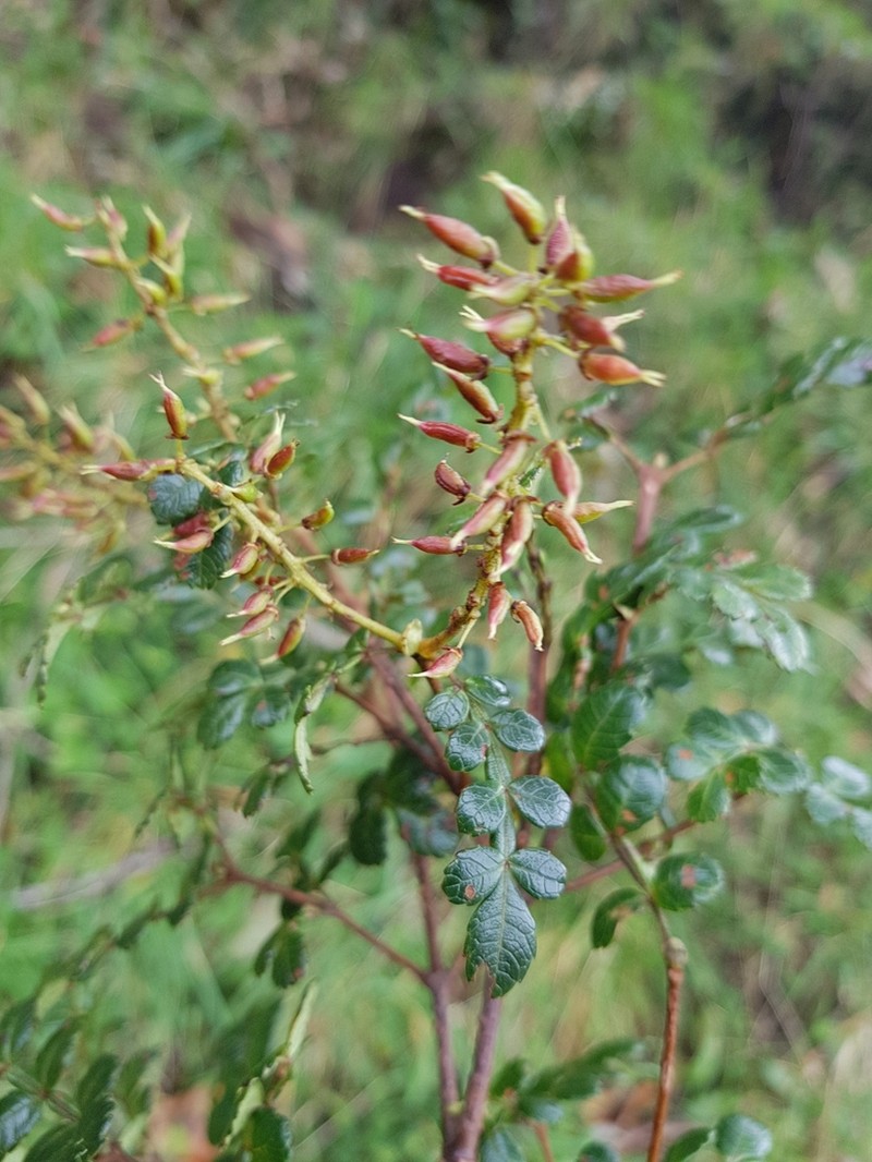 Weinmannia mariquitae photo 8