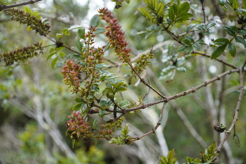 Weinmannia mauritiana