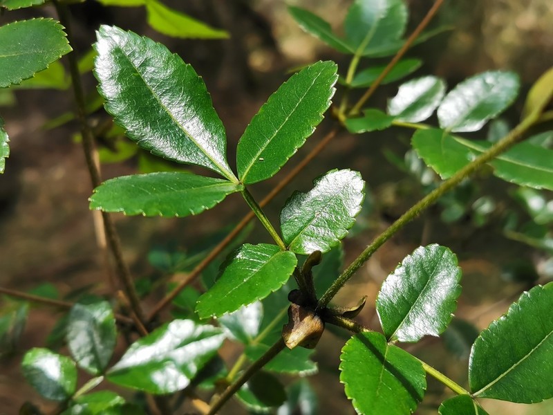 Weinmannia mauritiana photo 2