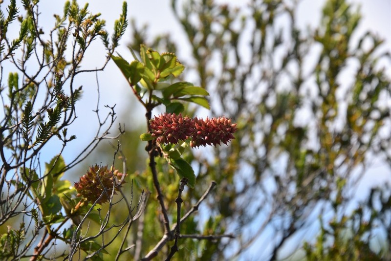 Weinmannia mauritiana photo 3