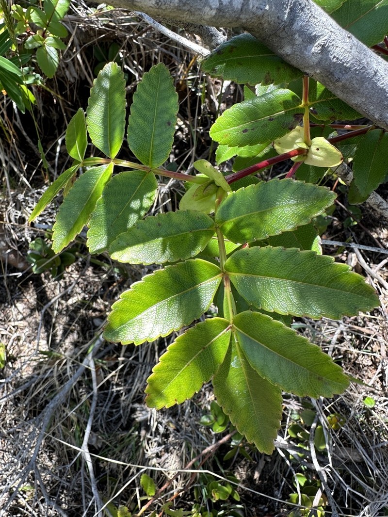Weinmannia mauritiana photo 4