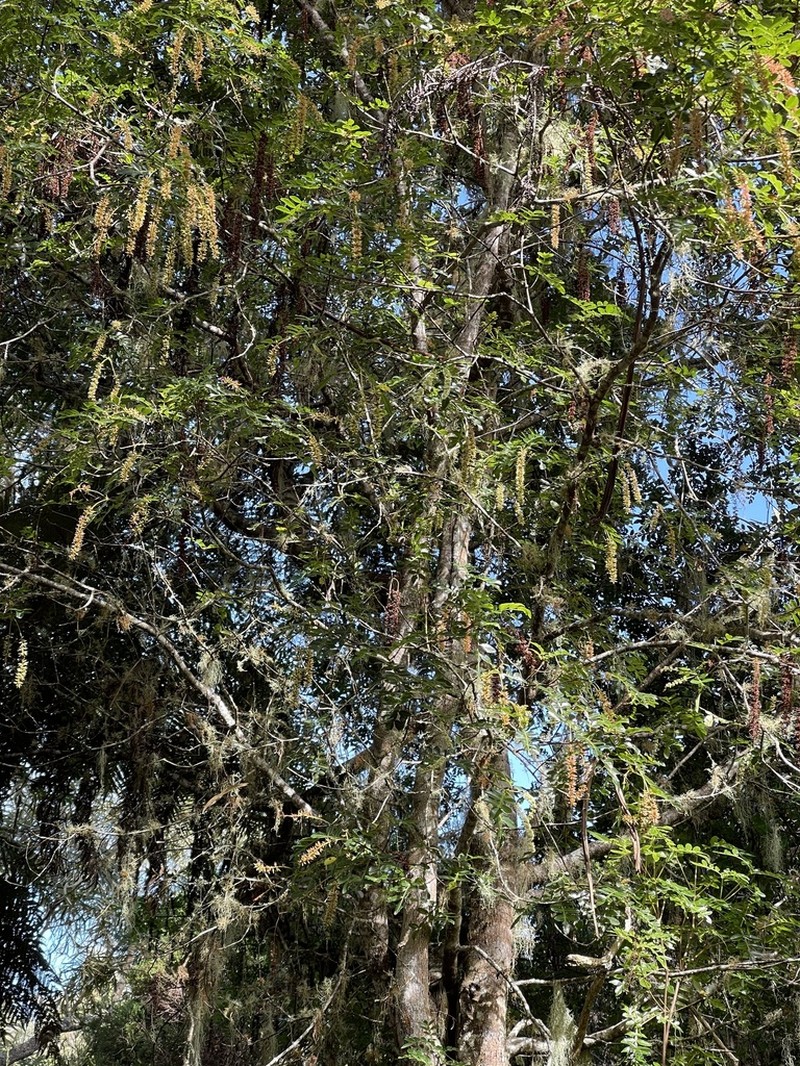 Weinmannia mauritiana photo 5