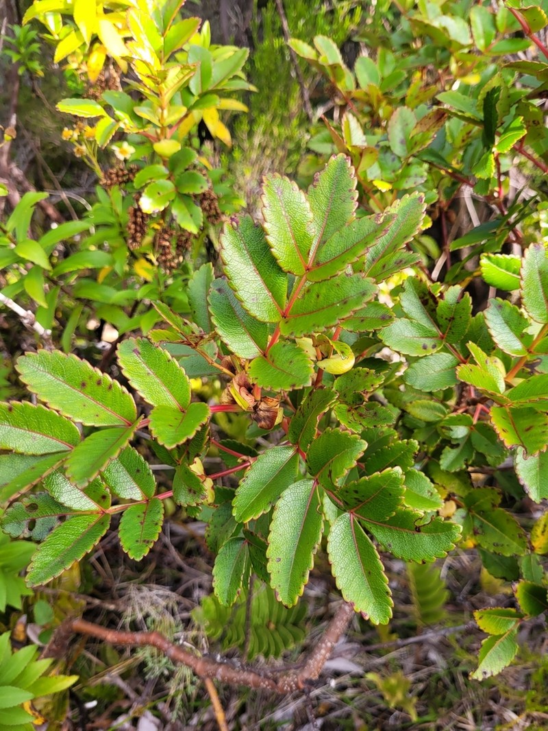 Weinmannia mauritiana photo 6