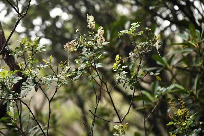 Weinmannia mauritiana photo 7