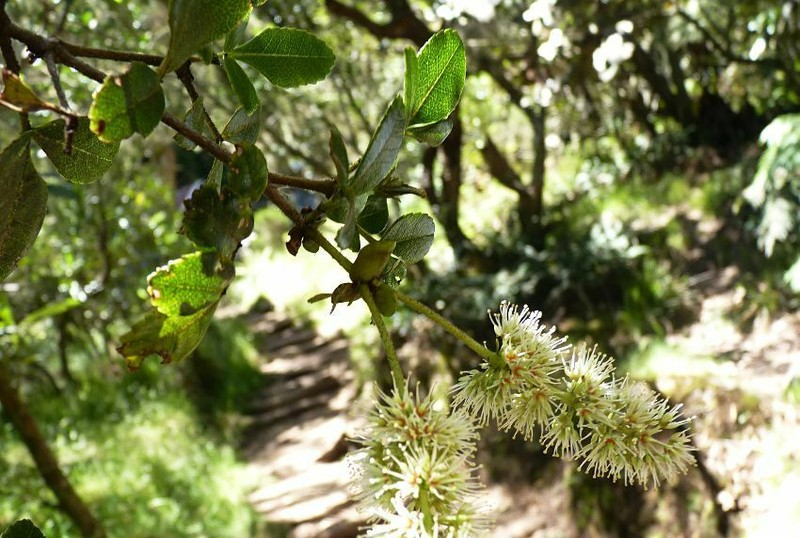 Weinmannia mauritiana photo 8