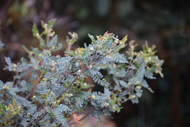 Weinmannia microphylla