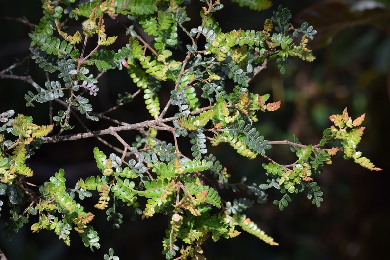 Weinmannia microphylla photo 2