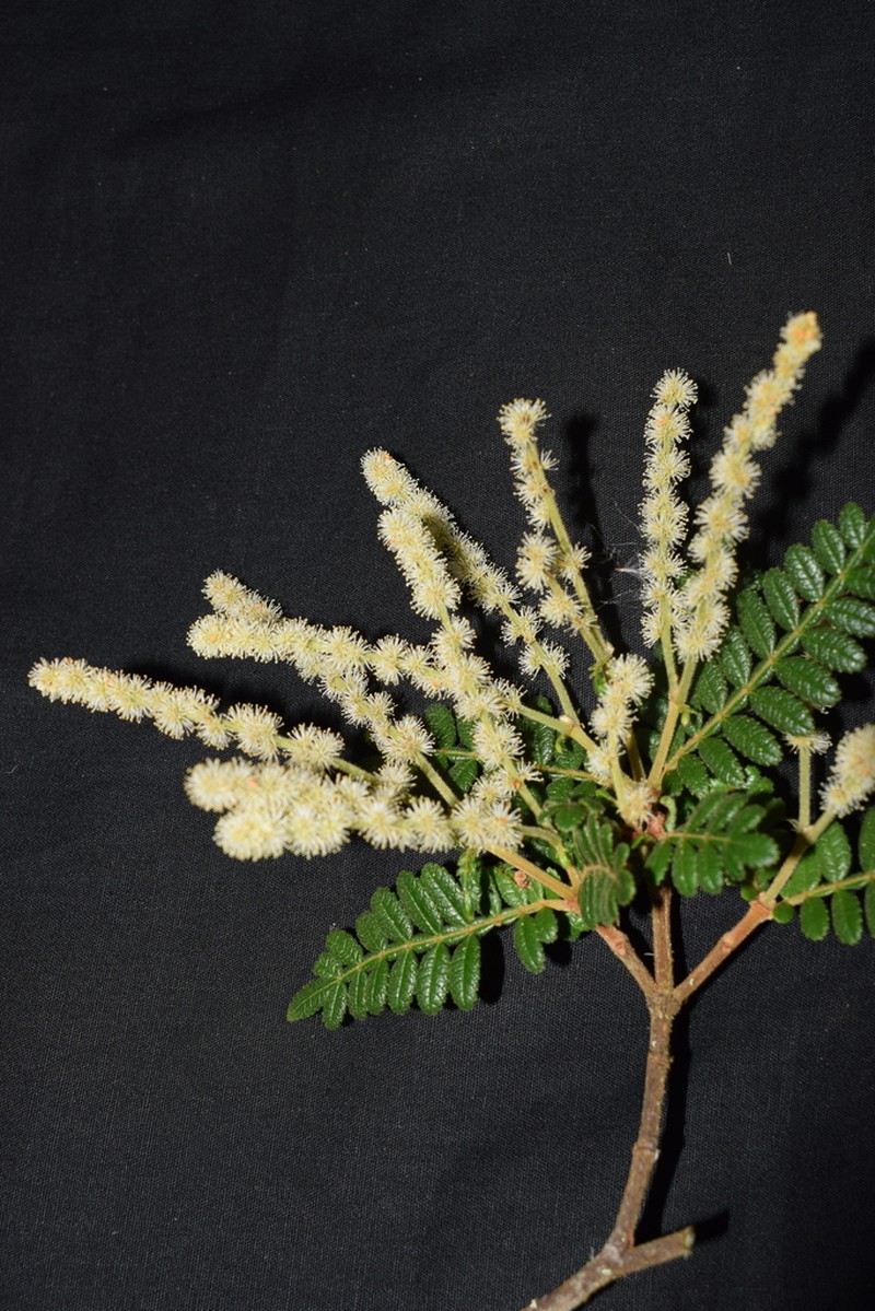 Weinmannia microphylla photo 3
