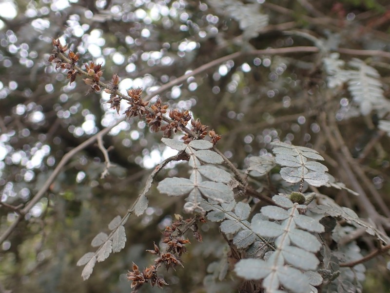 Weinmannia microphylla photo 4