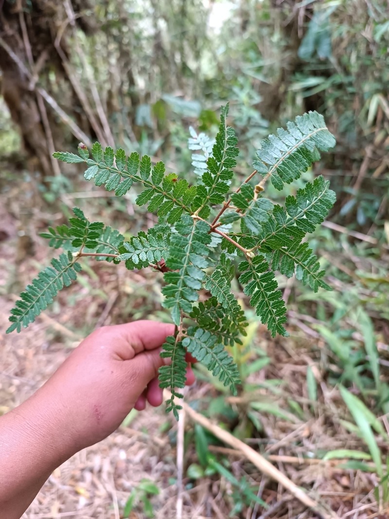 Weinmannia microphylla photo 5