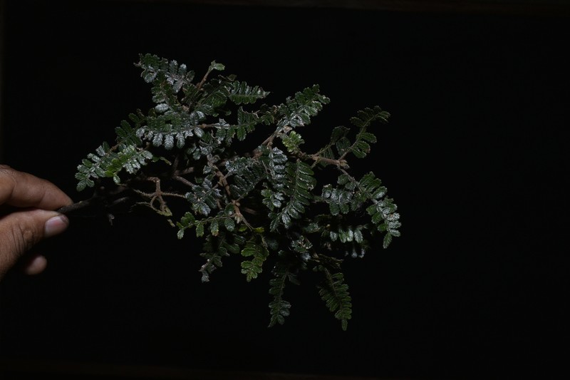 Weinmannia microphylla photo 6