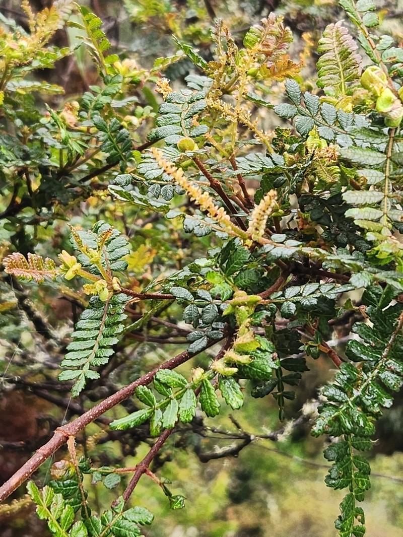 Weinmannia microphylla photo 7