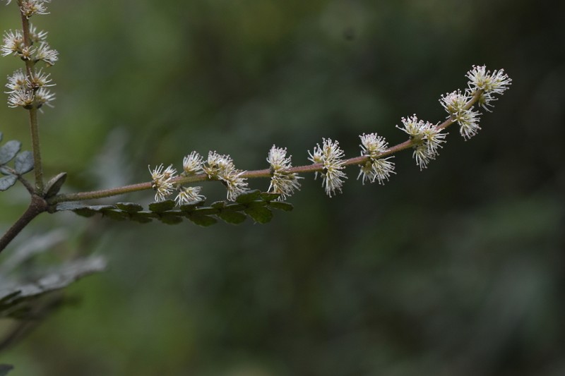 Weinmannia microphylla photo 8