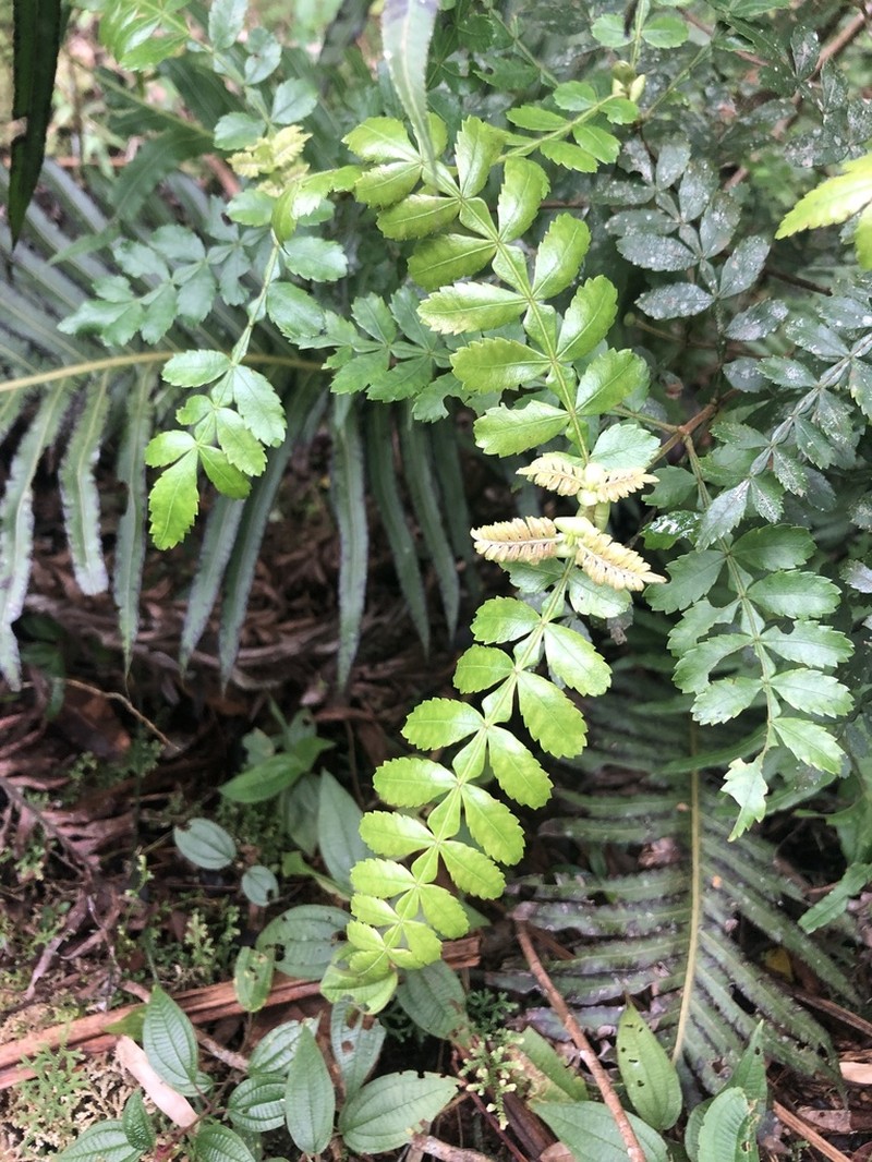 Weinmannia organensis