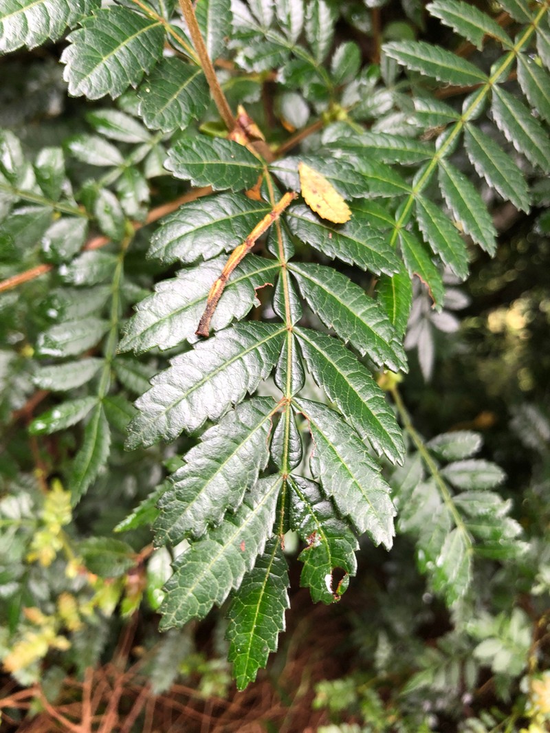 Weinmannia organensis photo 2