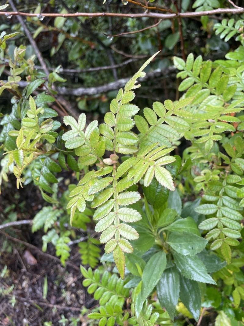 Weinmannia organensis photo 3